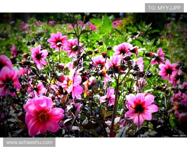 岁月流转，繁花依旧：重温《那时花开》，那些我们一起追过的青春